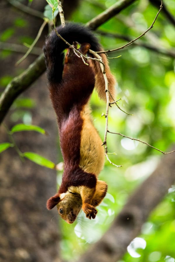 Meet The Indian Giant Squirrel, The Exotic Rainbow Rodent