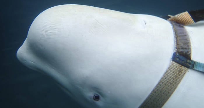 White Whale In Russian Harness Closeup