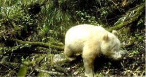 Albino Panda Walking In Forest