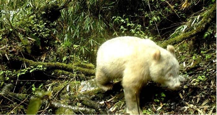 Albino Panda Walking In Forest