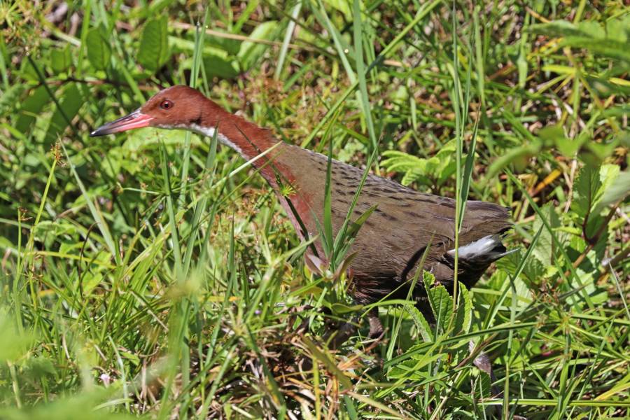 Aldabra Rail Bird