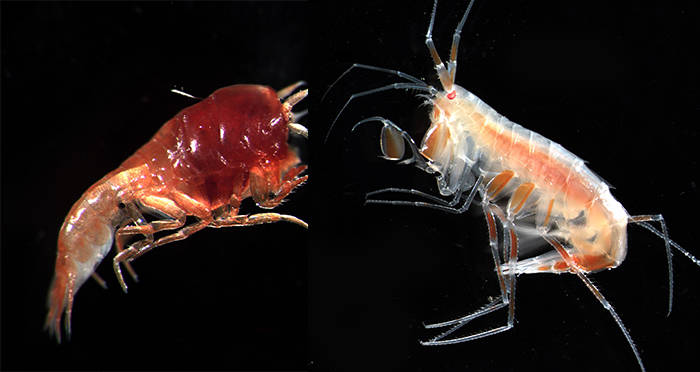 Amphipods Nuclear
