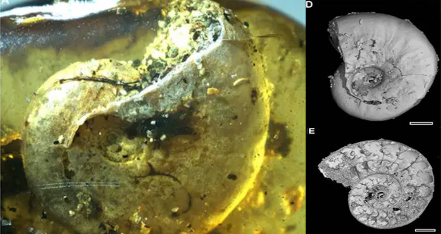 Ancient Ammonite Fossil Xrays