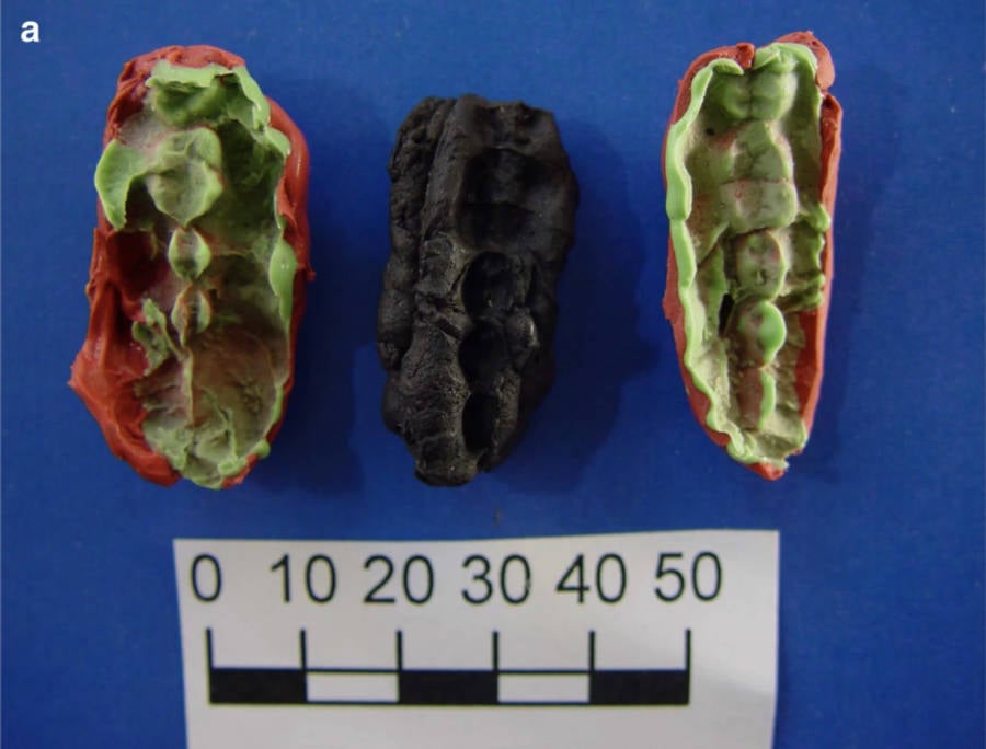 Ancient Scandinavian Gum Samples