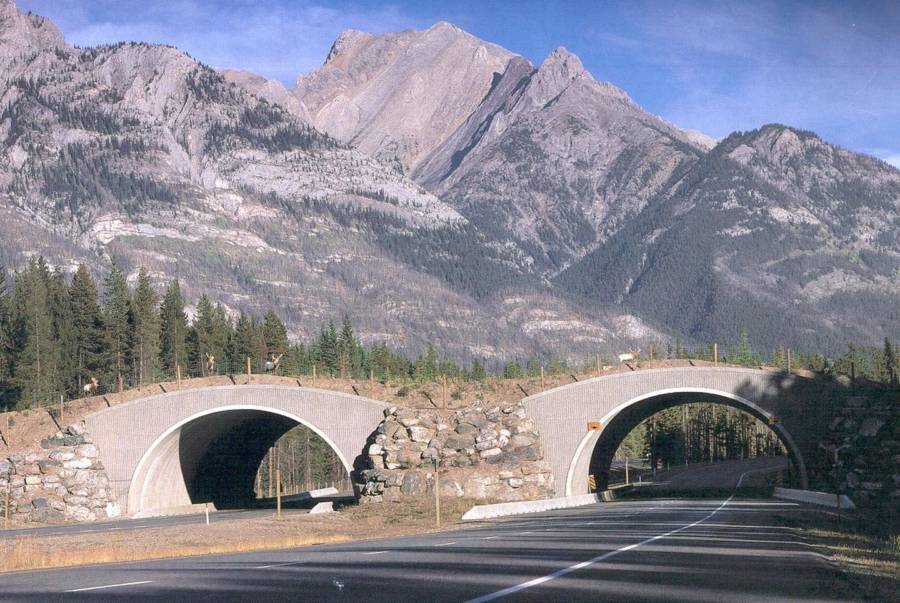 Tree-Covered Animal Bridges Over Highway