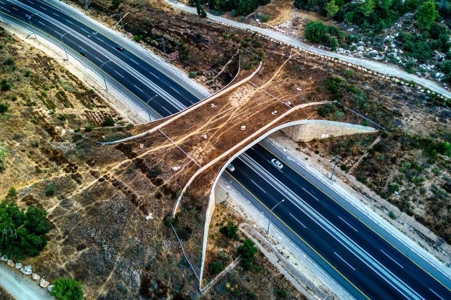 Animal Bridge In Israel