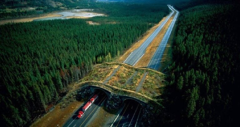 Animal Bridges Featured