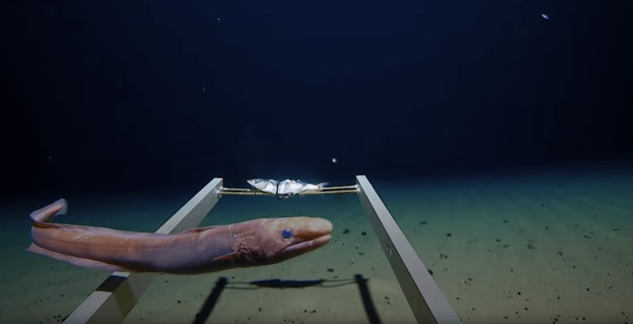 Arrowtooth Eel In The Mariana Trench