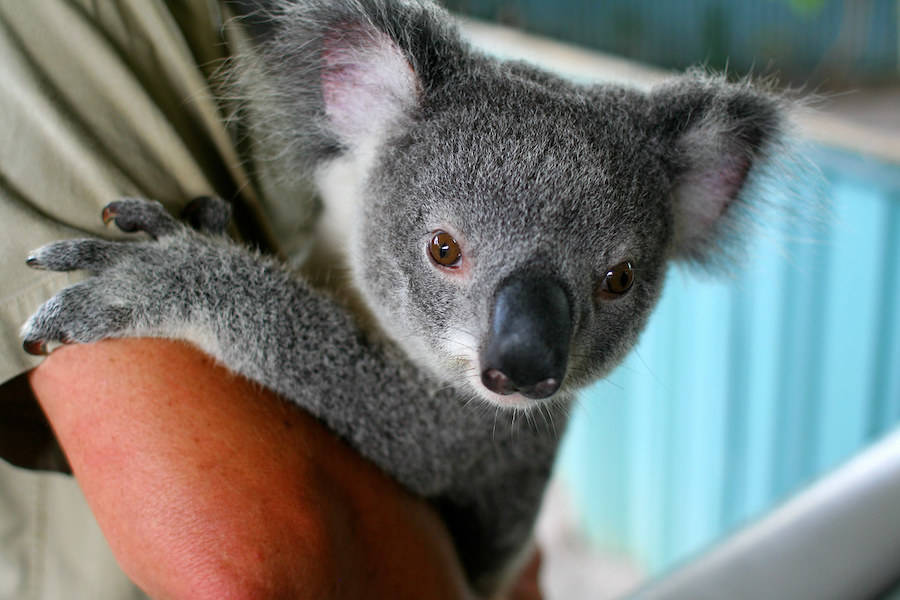 Baby Koala Hangs On Persons Arm