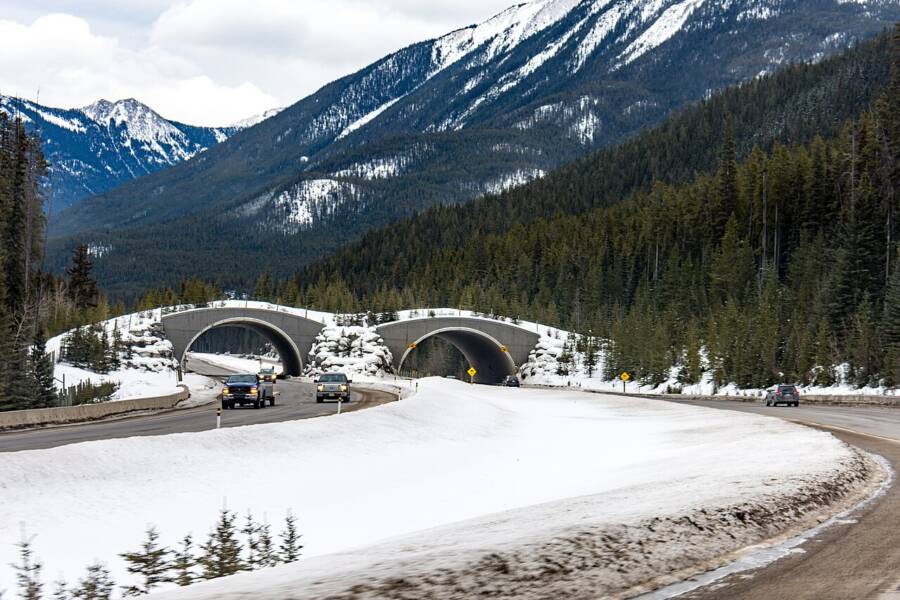 Banff Canada Animal Bridge