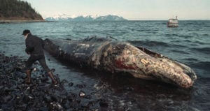 Beached Whale From Exxon Valdez Oil Spill