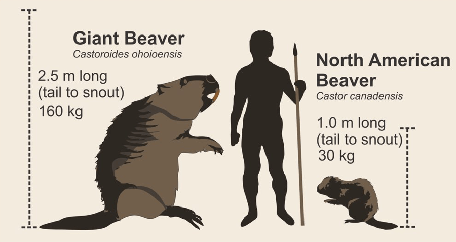 Beaver Chart