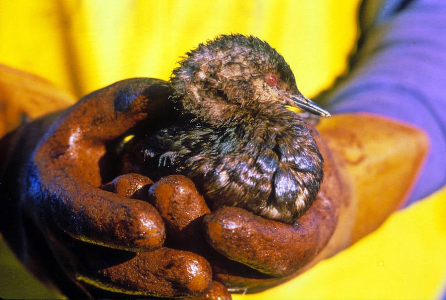 Bird Oil Exxon Valdez