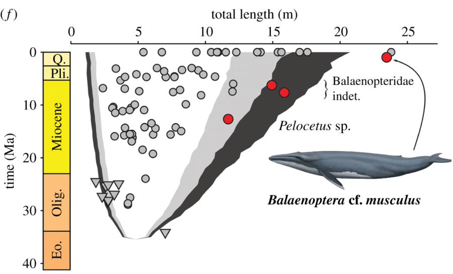 Algoritmo do comprimento do corpo da baleia azul