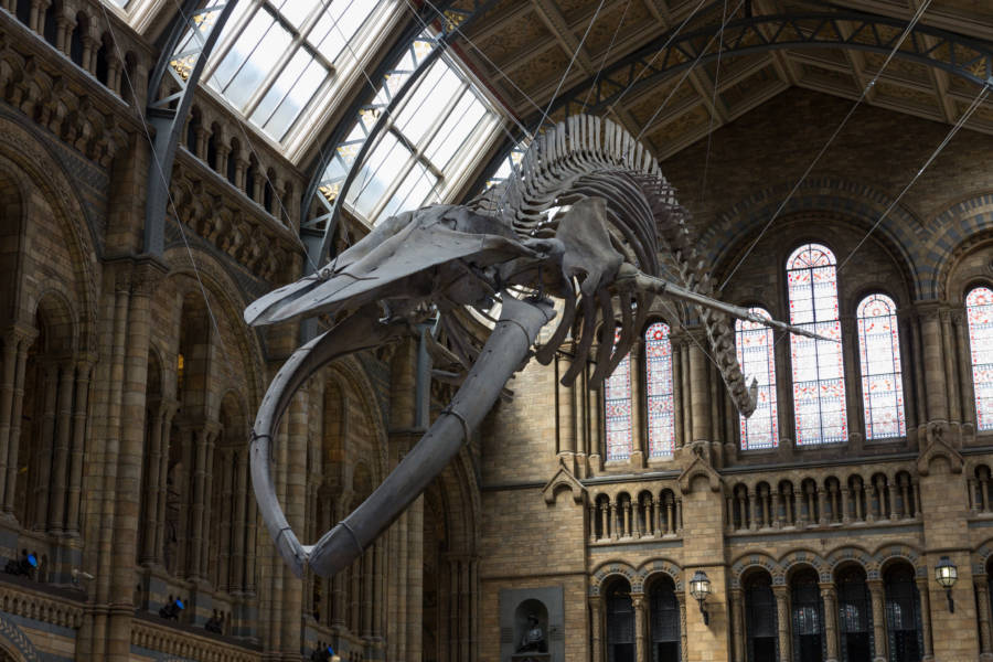 Blue Whale Skeleton In London Museum