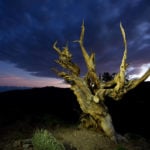 Methuselah the Bristlecone: A 5,000-Year Reminder That Time Moves Differently in the Mountains