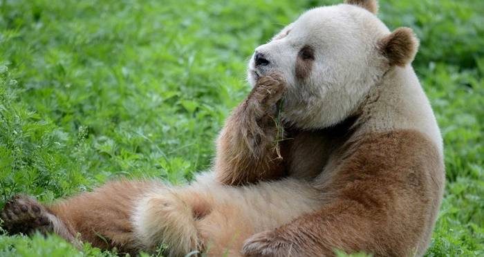 Albino Panda Bear