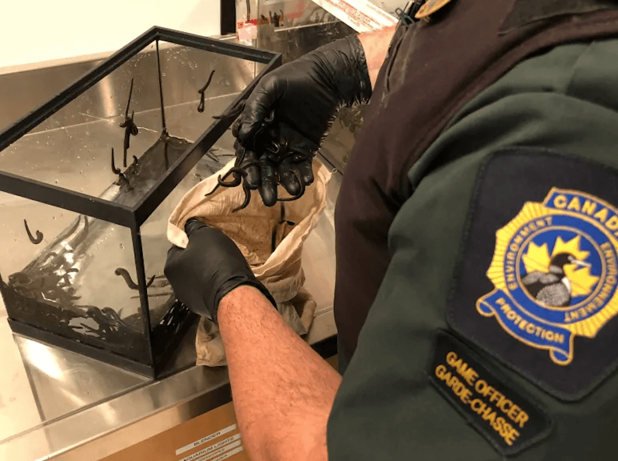 Canadian Officer Handling Leeches