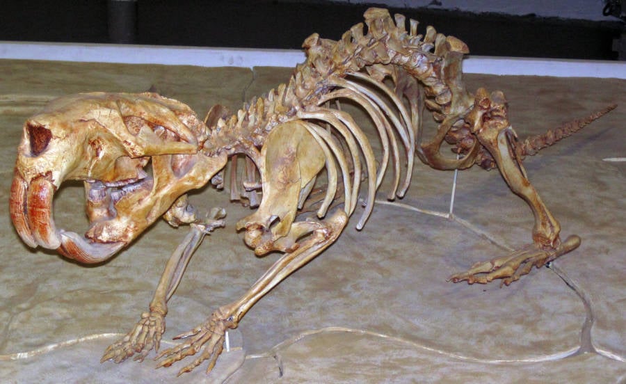 Castoroides Skeleton