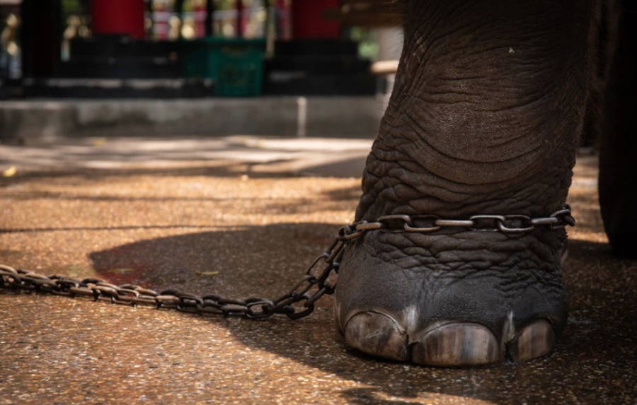 Chained Elephant Foot