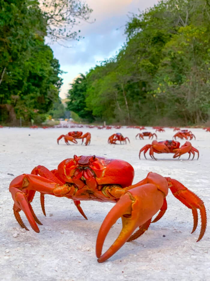 Christmas Island Red Crabs