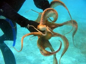 Global Warming Is Threatening To Permanently Blind Octopuses