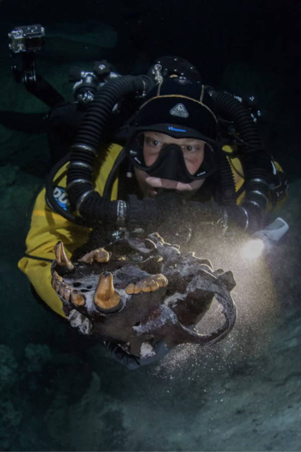 Diver With Arcotherium Skull