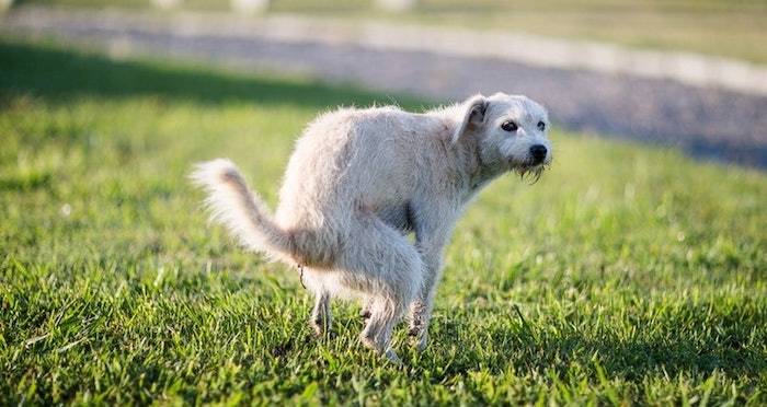 The Dog Poop Bomber Blew Up A Stool-Filled Toolbox To Prank His Friend