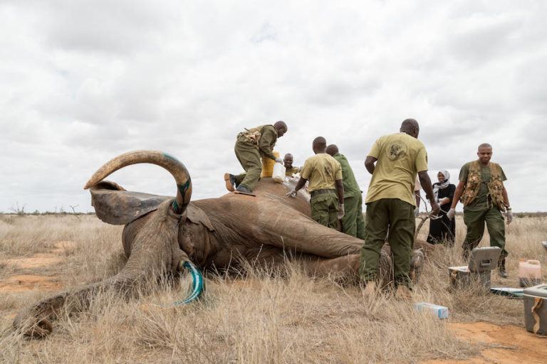 Botswana Lifts Ban On Elephant Hunting, Shocking Conservationists