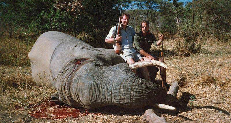 Botswana Lifts Ban On Elephant Hunting, Shocking Conservationists