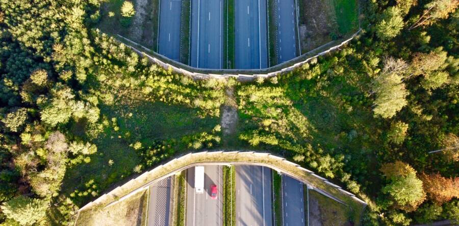 Estonia Wildlife Crossing