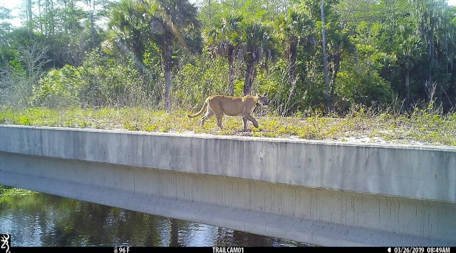 Florida Panther On Wildlife Crossing