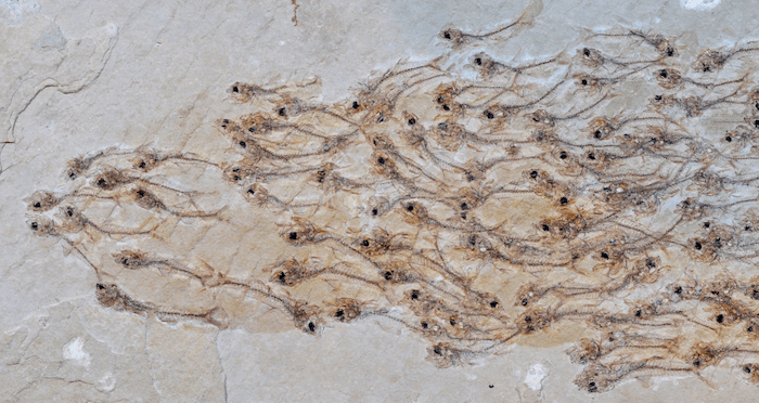 Fossilized Fish Shoal
