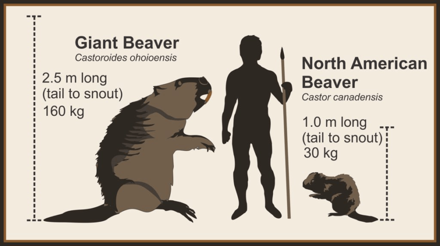 Giant Beaver Size Comparison