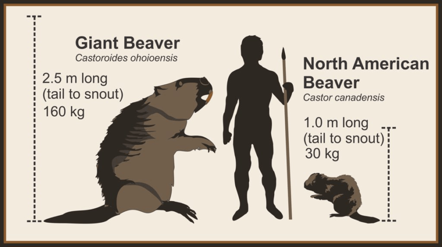 Castoroides: The Giant Beaver That Roamed Prehistoric Earth