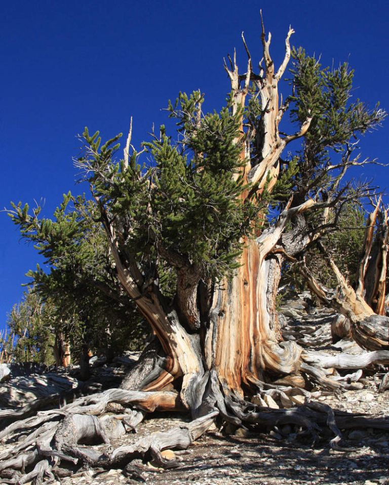 Meet The Methuselah Tree, The Oldest Tree In The World