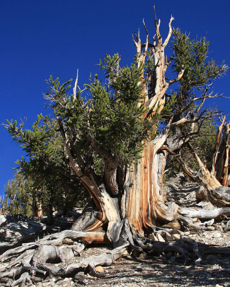 Meet Methuselah: The World's Oldest Tree In California's Ancient