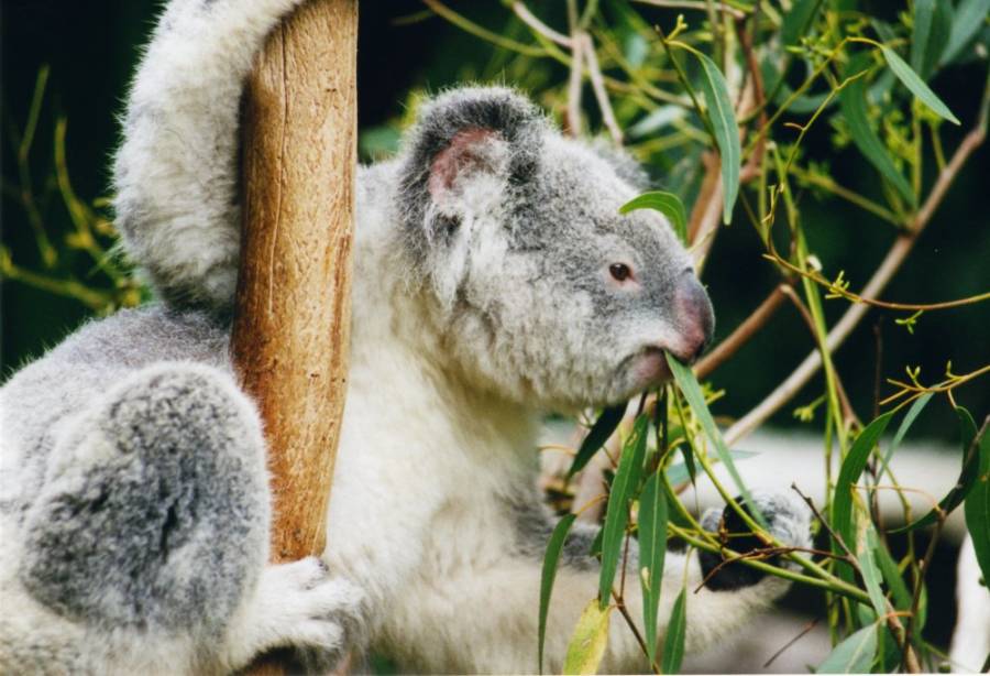 Koala Eating Eucalyptus