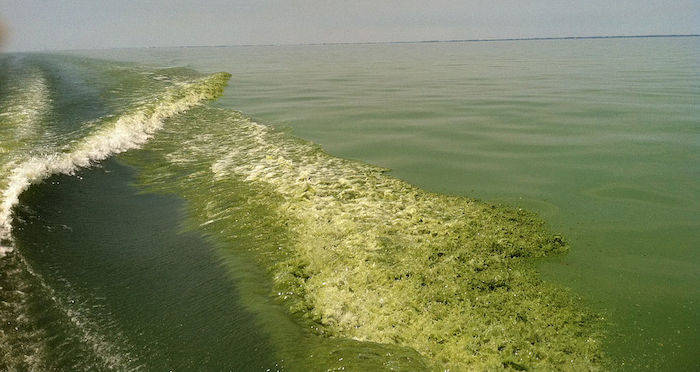 Lake Erie Green Algae