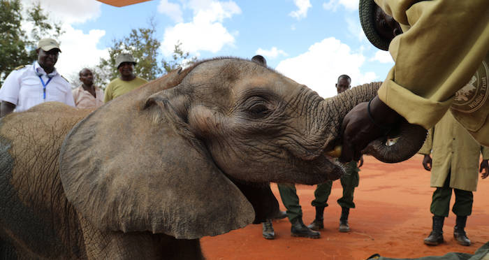 Botswana Lifts Ban On Elephant Hunting, Shocking Conservationists