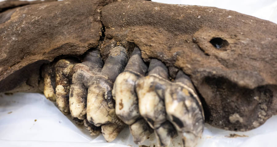 Iowa Teen Finds 34,000-Year-Old Mastodon Jaw In Friend's Farm