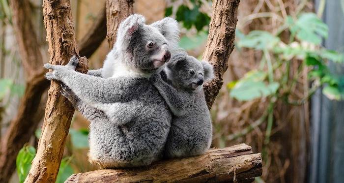 Threatened By Deforestation, Koalas Are Now 