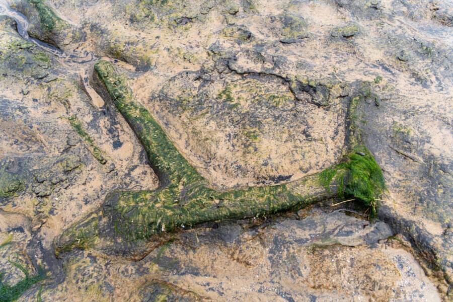 Petrified Forest Of Doggerland