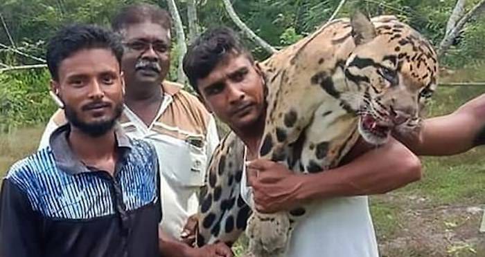 Laughing Poachers Share Photos Of Endangered Leopard They Just Killed