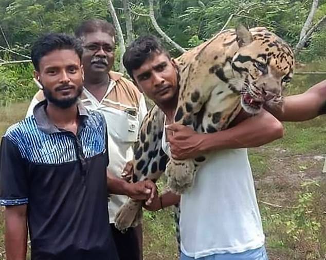 Poachers Carrying A Clouded Leopard