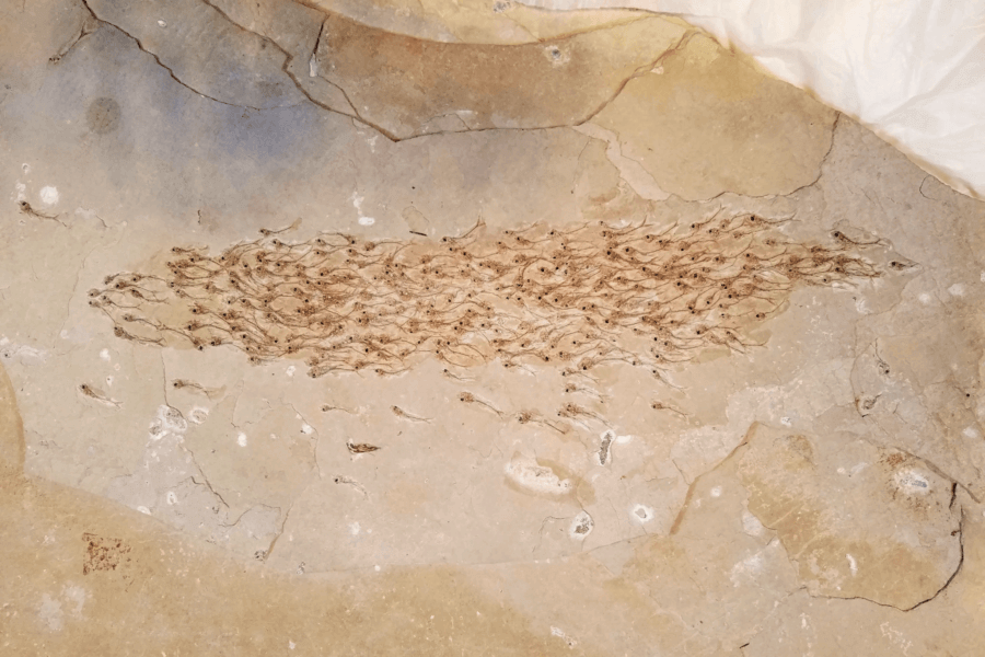 School Of Fish Fossil