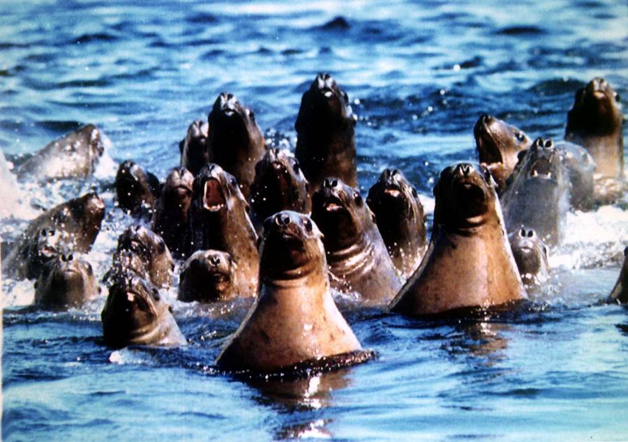 The seals are swimming now