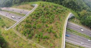 Tree-Covered Bridge Over Highway