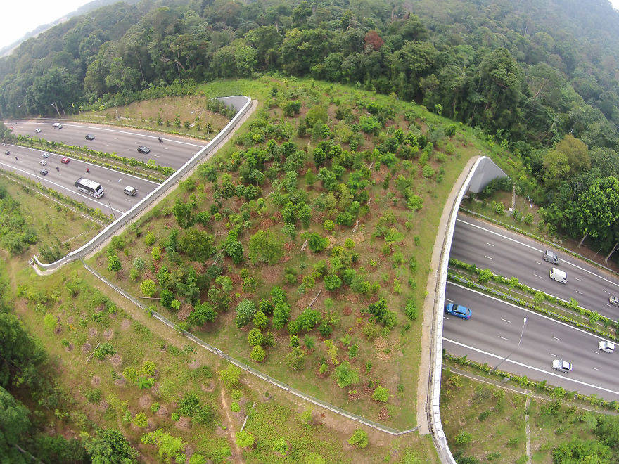 Tree-Covered Bridge Over Highway