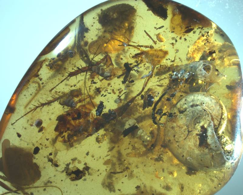 Specimens Preserved In Amber